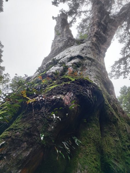北得拉曼神木群連走內鳥嘴山2940216