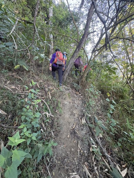 20251123三腳南山登山步道2944445