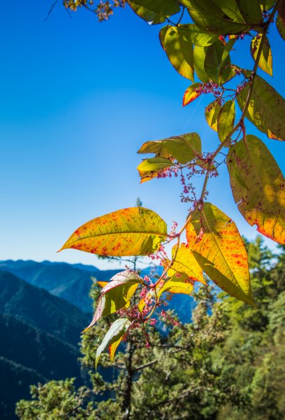 玉山北峰～讓我爬到流淚的碎石坡1796091