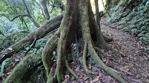 新竹尖石蓮包山+鴛鴦谷鰻潭瀑布O型走2379235