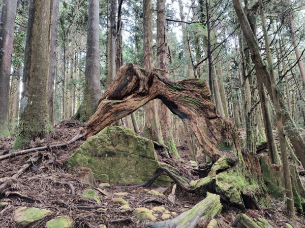 神阿縱走~台灣難抵極~大塔山2971388