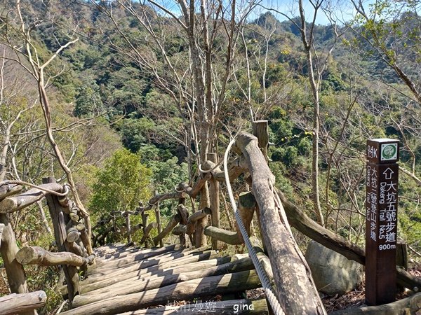 【台中北屯】稜線好風景。 大坑3號登山步道x台灣五葉松2055614