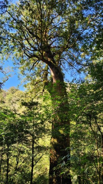 【中級山】插天山的奇幻世界，赫威山，赫威神木群步道2741329