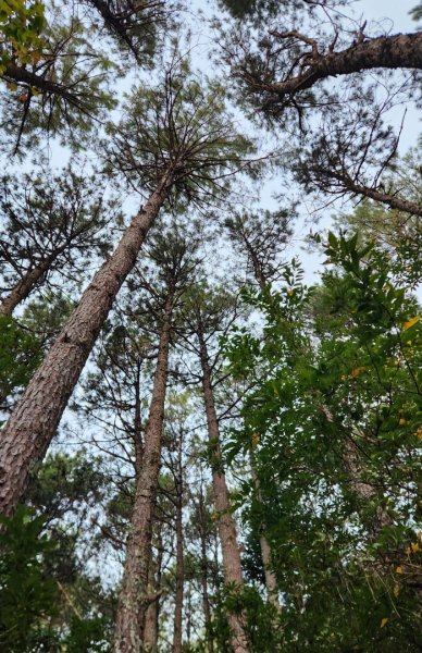 【中級山】馬武霸山，實至名歸的百岳觀景台2937700