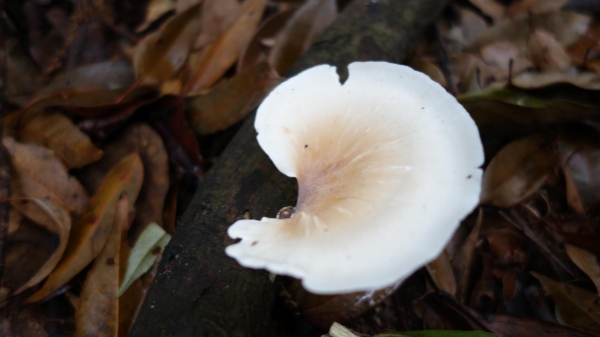 【新北/三峽】夢幻組合:組合山-雲森瀑布O型34565