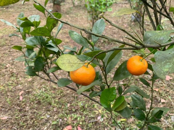 瑪陵坑群峰（七堵車站O型）2760790