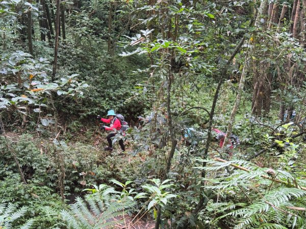 阿里眉山+大舌滿山（路跡不明/未竟 ）2864613
