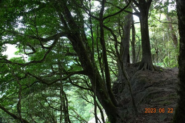 臺東 海瑞 戒茂斯山2193173