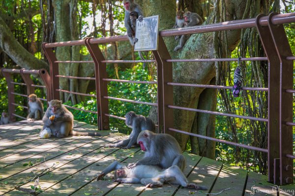 [高雄]壽山遊猴群動物園2580349