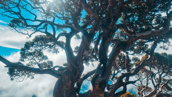 合歡山北峰 小溪營地 鷹角石 合歡北峰名樹2915344