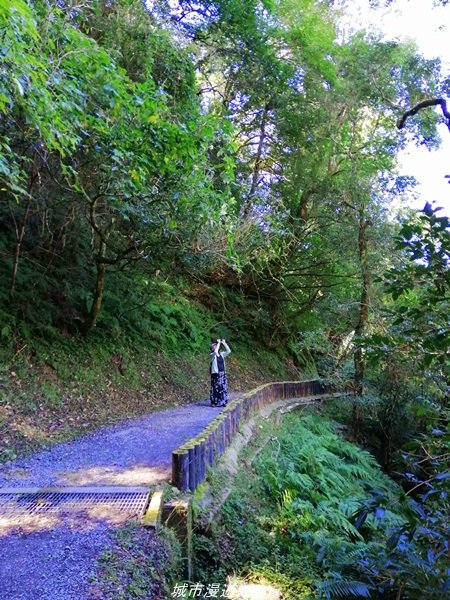 【桃園。復興】有氧森呼吸。 山迢路遠超美的拉拉山神木群步道1501125