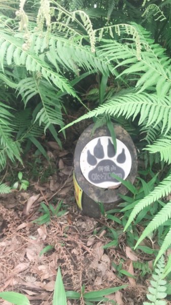 20190608新店獅頭山步道612414