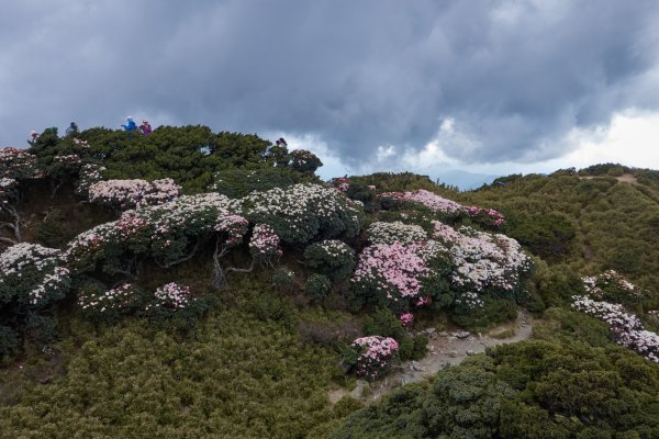 合歡東峰賞玉山杜鵑1386044