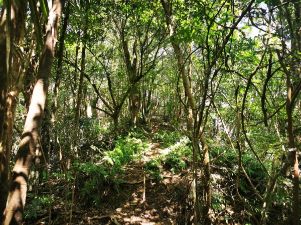 九華山福德宮-平溪子山-台和煤礦-北43鄉道-106縣道2907766