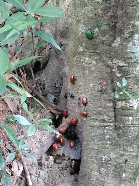 唐麻丹山 蝴蝶谷2918794