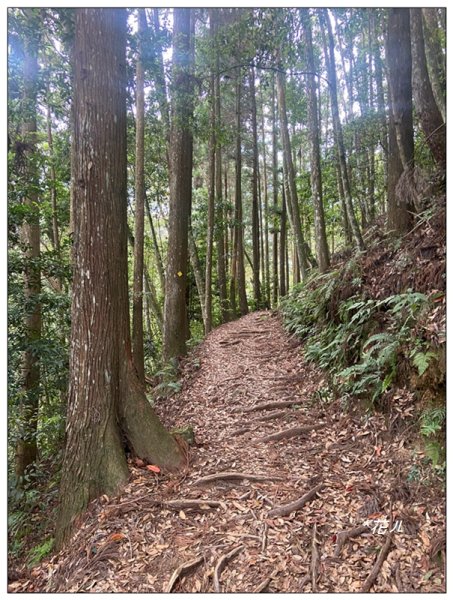 苗栗/加里山(小百岳)2501108