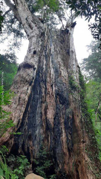 《新竹》斷崖神木｜北得拉曼步道小P繞202510172917565