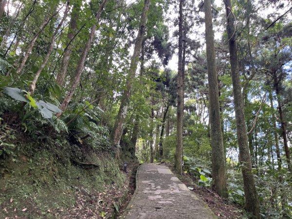 [山頂鳥40周年會員大縱走-13/15] 2024_0804 東眼山自導式步道2565407