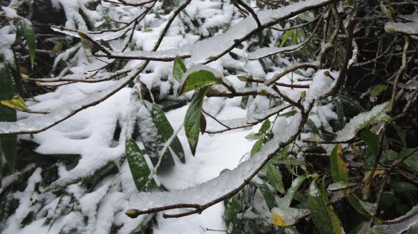 台北後花園下雪了 ！1232080