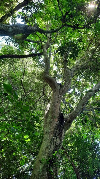 《新竹》沒那簡單｜關西赤柯山東獅頭山步道O繞202506152813525