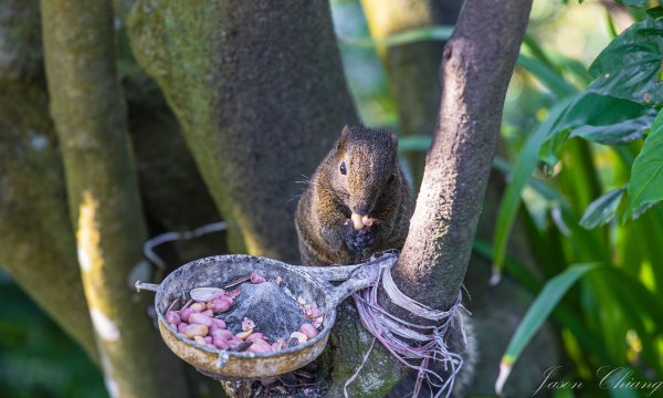 [台北]大崙頭山、碧山巖、忠勇山2746227