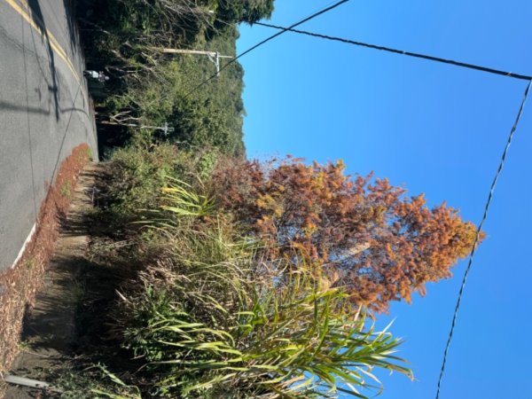 台南市白河區、嘉義縣大埔鄉交界，小百岳63號大棟山ㄧ等三角點2428598