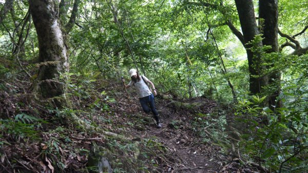 北坑山登山健行趣(中級山)1526422