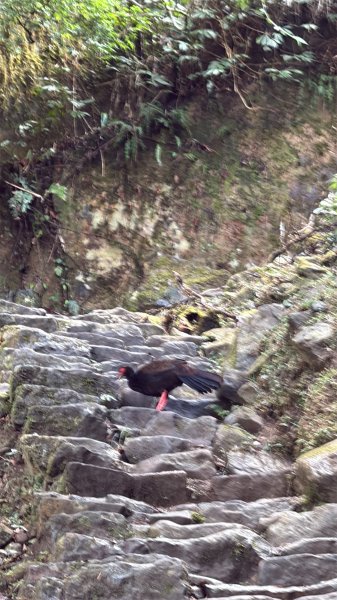 68溪頭天文台鳳凰林道3085012