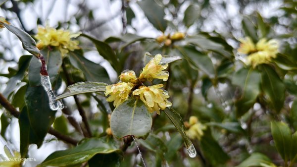 #霧淞 #雲海 #雲瀑 #霧虹 #太平山 #望洋山 #觀雲步道 #翠峰道路  2/82995353