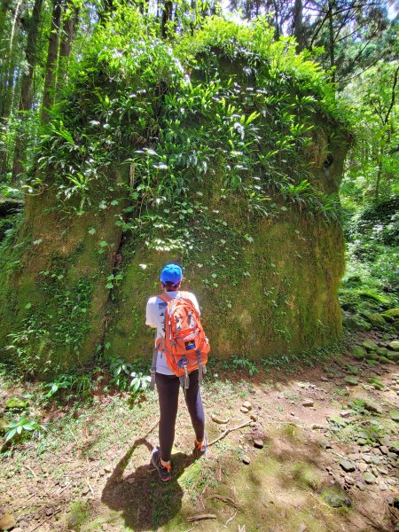 【嘉義|大凍山】多林-頂湖走1010189