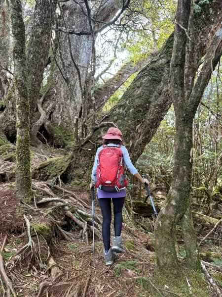 塔曼山 連走 拉拉山森林遊樂區 O繞 202510112923675
