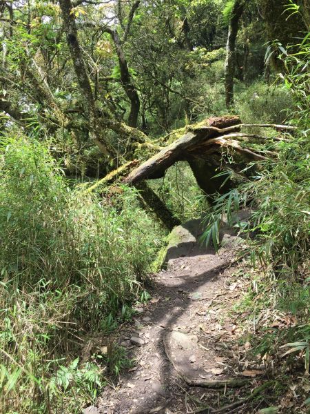 山神獸現身加里山129627