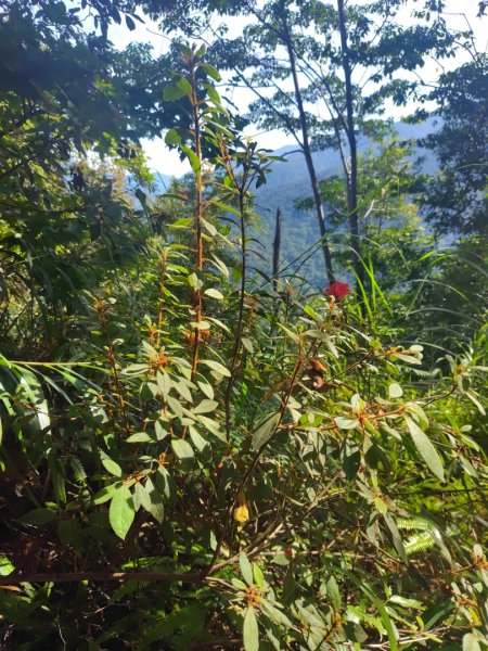 唐麻丹山 蝴蝶谷2918835