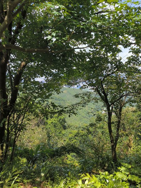 20250830天上山、旺旺嶺、太極嶺2874082