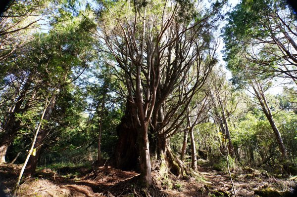 宜蘭 大同 三星山2890395