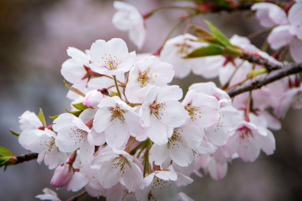 2026-03-28 阿里山3027223