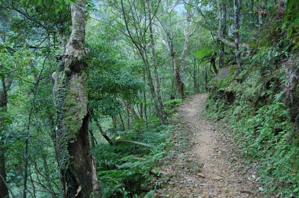 坪林金瓜寮溪步道1957850