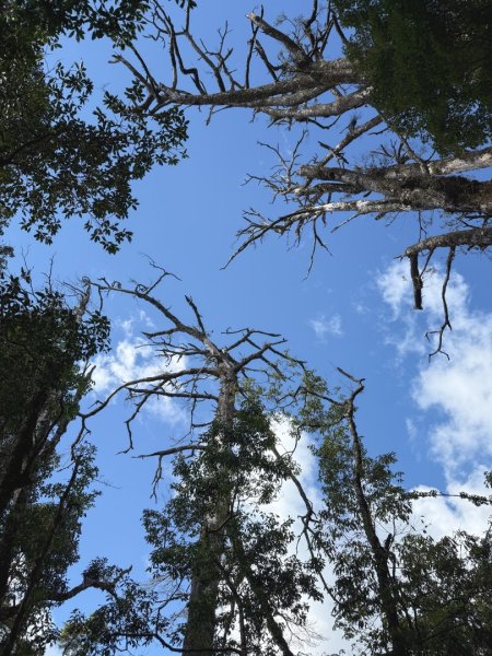 鳶嘴稍來步道賞楓季 ，大雪山門票優惠到12/31！2969571