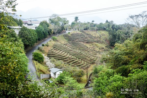 南投縣魚池鄉~貓囒山2143500