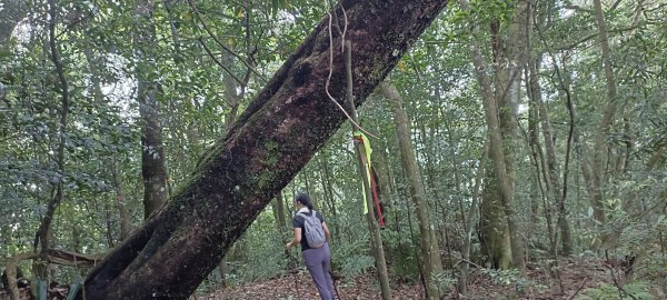 凌空廊道~煤源山來回-2023/06/032171193