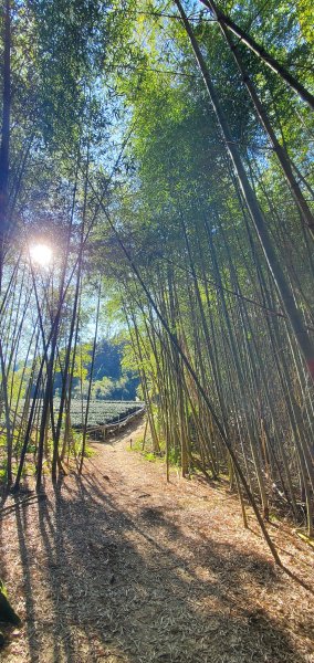 2025-01-30瑞太古道2704375