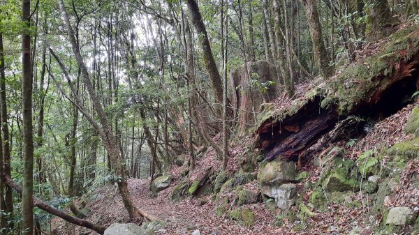 《台中》山中的珊瑚｜大雪山木馬古道202107141424917