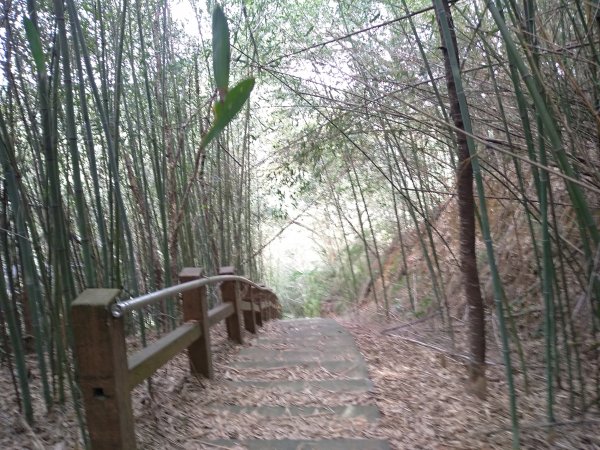 山塘背登山步道-竹林秘境1606216