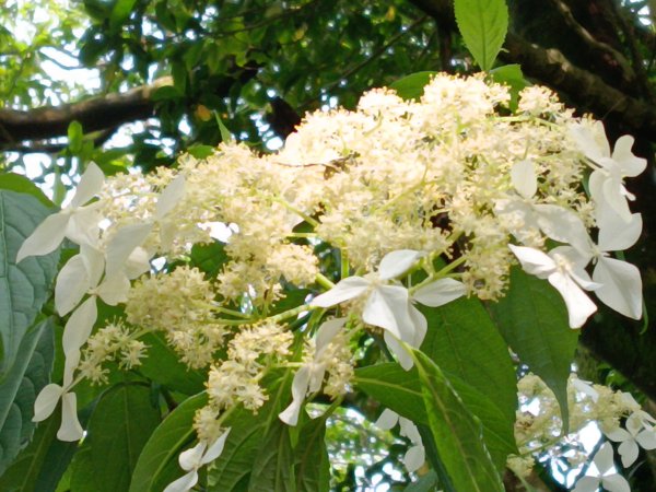 平溪區三功大厝+番子坑山+千階嶺步道O型2781164