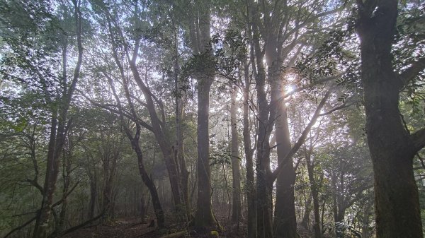 屯野生台山、石麻達山2993163