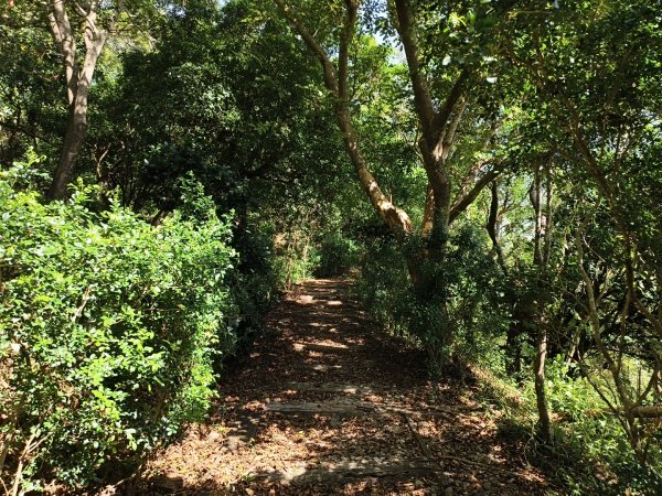 [漫遊縱谷 愛在花東-01/10] 2025_1011 大武觀海步道2912907