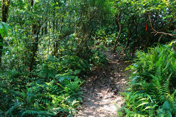 猴山岳。二格山。小獅山連走616139