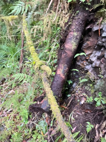 山車廣山.福巴越嶺O-神木群-水晶蘭-根結蘭2756244