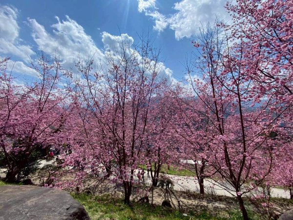 🌈2/19（四）-20（五）司馬庫斯櫻花季2日✨FB：熊熊趴爬走 🌈3004407