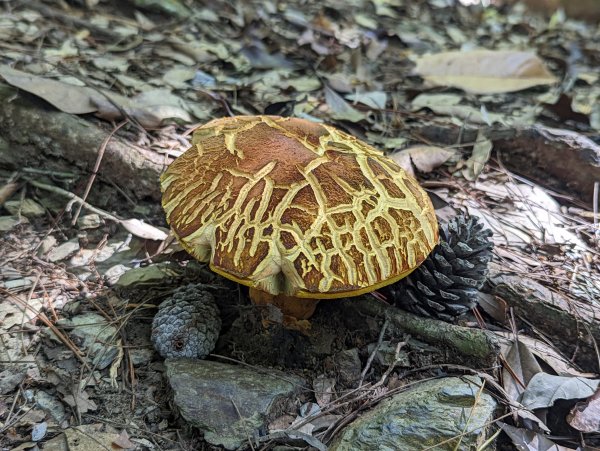 谷關七雄：有點硬陡的波津加山（捎來吊橋進、谷關吊橋出）1861418